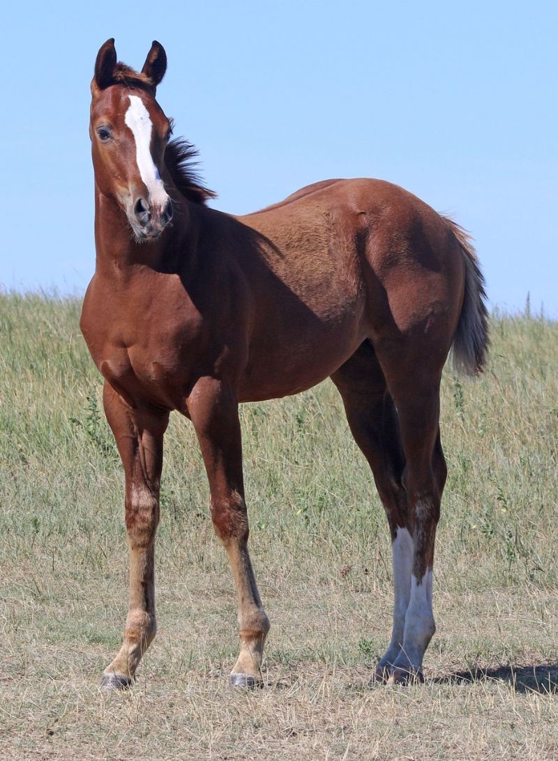 009 - Regal Fire Fox filly
